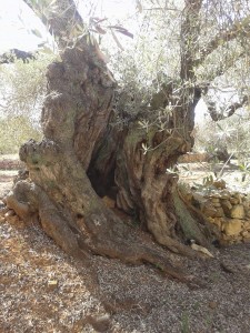 el olivo milenario traiguera
