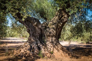 el olivo traiguera