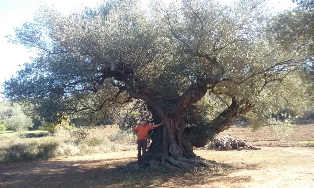 el olivo milenario traiguera