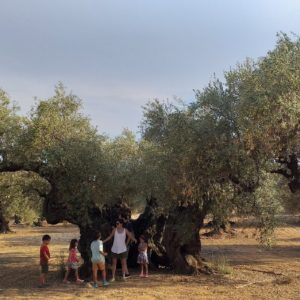 Visitas olivos