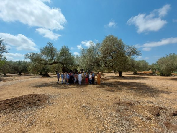 visitas grupos olivos